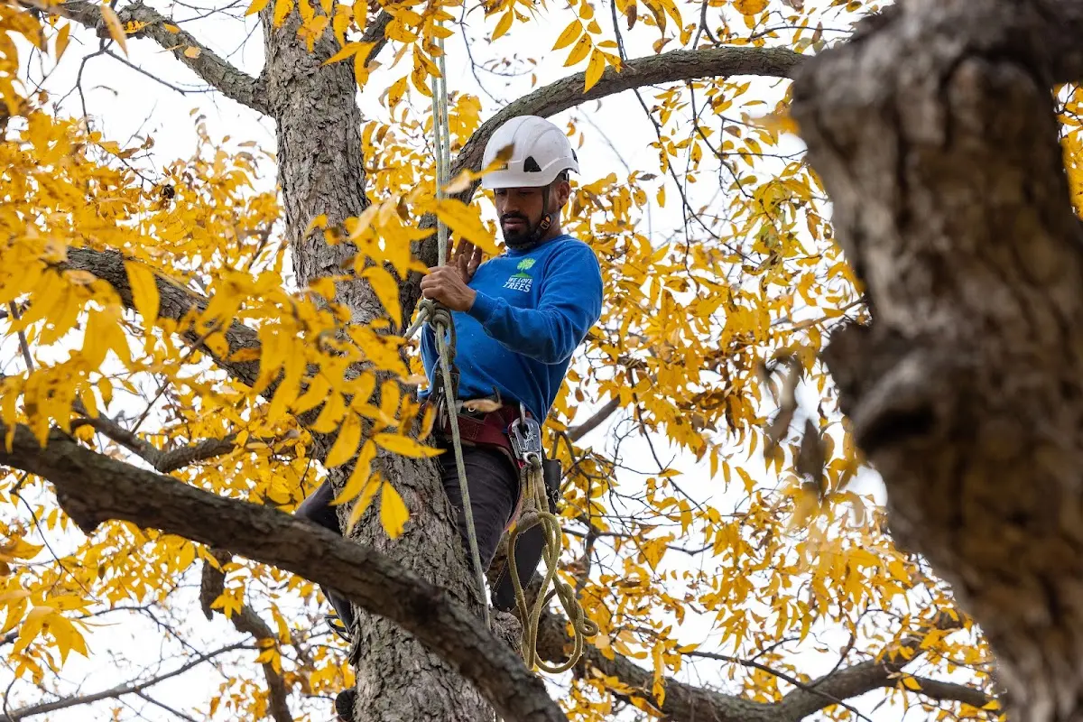 Skilled Tree Planting crew working in Sudlersville